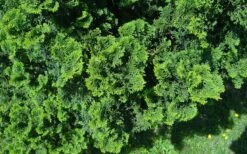 True Dwarf Hinoki Cypress (Chameacyparis Obtusa 'Nana') - 2 Gallon Pot 7 True Dwarf Hinoki Cypress (Chameacyparis Obtusa 'Nana') - 2 Gallon Pot -Wilson Bros Gardens Shop chamaecyparis obtusa nana true dwarf hinoki cypress 5