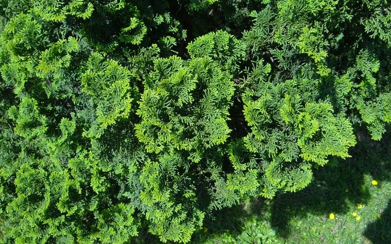 True Dwarf Hinoki Cypress (Chameacyparis Obtusa 'Nana') - 2 Gallon Pot 4 True Dwarf Hinoki Cypress (Chameacyparis Obtusa 'Nana') - 2 Gallon Pot - Image 4