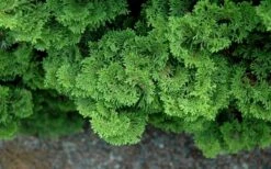 Tempelhof Hinoki Cypress - 3 Gallon Pot -Wilson Bros Gardens Shop chamaecyparis obtusa tempelhof hinoki cypress 100