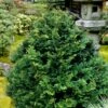Tempelhof Hinoki Cypress - 3 Gallon Pot
