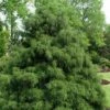 Green Thread Cypress (Chamaecyparis Pisifera Filifera) - 3 Gallon Pot