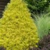 Gold Mop Threadleaf Cypress - 1 Gallon Pot