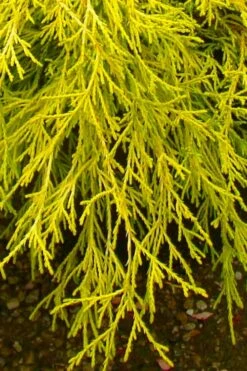 Gold Mop Threadleaf Cypress - 1 Gallon Pot -Wilson Bros Gardens Shop chamaecyparis pisifera gold mop cypress 102 1