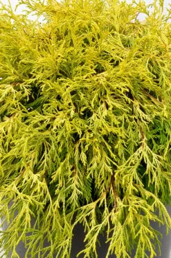 Gold Mop Threadleaf Cypress Tree (Standard Topiary) - 5 Gallon Pot 7 Gold Mop Threadleaf Cypress Tree (Standard Topiary) - 5 Gallon Pot -Wilson Bros Gardens Shop chamaecyparis pisifera gold mop single trunk topiary tree 2