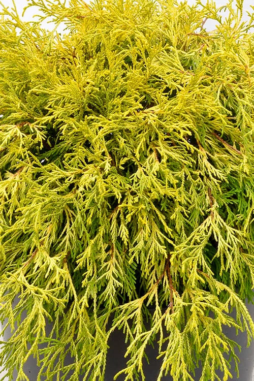 Gold Mop Threadleaf Cypress Tree (Standard Topiary) - 5 Gallon Pot 4 Gold Mop Threadleaf Cypress Tree (Standard Topiary) - 5 Gallon Pot - Image 4