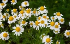 Roman Chamomile Plant - 6 Pack Of Pint Pots -Wilson Bros Gardens Shop chamaemelum nobile roman chamomile 3