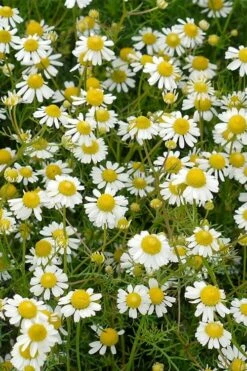 Roman Chamomile Plant - 6 Pack Of Pint Pots -Wilson Bros Gardens Shop chamaemelum nobile roman chamomile 4