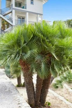 European Fan Palm - 7 Gallon Pot 8 European Fan Palm - 7 Gallon Pot -Wilson Bros Gardens Shop chamaerops humilis european fan palm 101