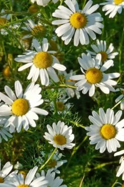 Roman Chamomile Plant - 6 Pack Of Pint Pots -Wilson Bros Gardens Shop chamomile roman 500x750 1