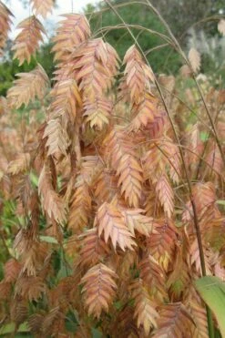 Upland Sea Oats (Chasmanthium Latifolium) - 2 Pack Of 1 Gallon Pots