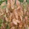 Upland Sea Oats (Chasmanthium Latifolium) - 1 Gallon Pots