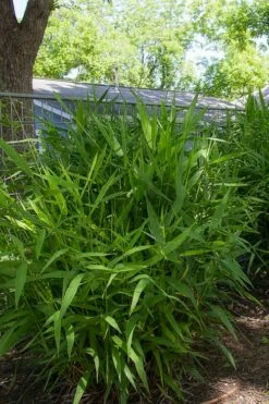 Upland Sea Oats (Chasmanthium Latifolium) - 16 Pack Of 1 Gallon Pots -Wilson Bros Gardens Shop chasmanthium latifolium upland sea oats 101