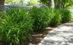 Upland Sea Oats (Chasmanthium Latifolium) - 2 Pack Of 1 Gallon Pots -Wilson Bros Gardens Shop chasmanthium latifolium upland sea oats 102 4