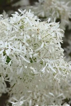 China Snow Chinese Fringe Tree (Chionanthus Retusus) - 7 Gallon Pot (6-7') 11 China Snow Chinese Fringe Tree (Chionanthus Retusus) - 7 Gallon Pot (6-7') -Wilson Bros Gardens Shop chionanthus retusus china snow chinese fringe tree 1