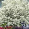 China Snow Chinese Fringe Tree (Chionanthus Retusus) - 7 Gallon Pot (6-7')
