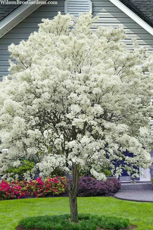 China Snow Chinese Fringe Tree (Chionanthus Retusus) - 7 Gallon Pot (6-7') 1 China Snow Chinese Fringe Tree (Chionanthus Retusus) - 7 Gallon Pot (6-7')