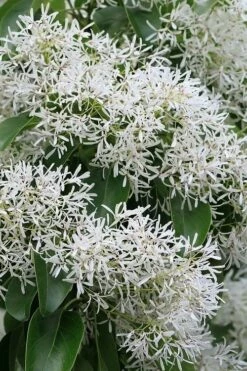 China Snow Chinese Fringe Tree (Chionanthus Retusus) - 7 Gallon Pot (6-7') 9 China Snow Chinese Fringe Tree (Chionanthus Retusus) - 7 Gallon Pot (6-7') -Wilson Bros Gardens Shop chionanthus retusus china snow chinese fringe tree 5
