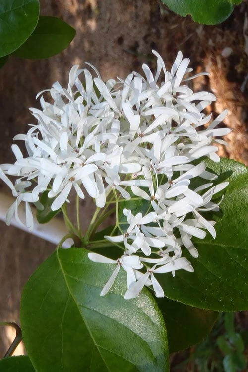 China Snow Chinese Fringe Tree (Chionanthus Retusus) - 7 Gallon Pot (6-7') 5 China Snow Chinese Fringe Tree (Chionanthus Retusus) - 7 Gallon Pot (6-7') - Image 5