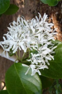 Tokyo Tower Chinese Fringe Tree (Chionanthus Retusus) - 7 Gallon Pot (5-6') -Wilson Bros Gardens Shop chionanthus retusus tokyo tower chinese fringe tree 4 2