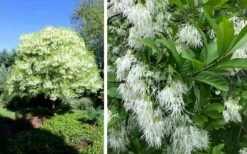Grancy Graybeard - White Fringe Tree - 7 Gallon Pot (3-4') 11 Grancy Graybeard - White Fringe Tree - 7 Gallon Pot (3-4') -Wilson Bros Gardens Shop chionanthus virginicus grancy greybeard single stem tree 1