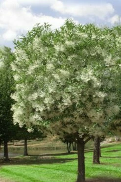 Grancy Graybeard - White Fringe Tree - 7 Gallon Pot (3-4') 10 Grancy Graybeard - White Fringe Tree - 7 Gallon Pot (3-4') -Wilson Bros Gardens Shop chionanthus virginicus grancy greybeard single stem tree 2