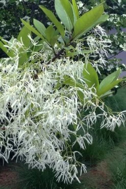 Spring Fleecing Fringe Tree (Chionanthus Virginicus) - 7 Gallon Pot (3-4') -Wilson Bros Gardens Shop chionanthus virginicus spring fleecing fringe tree 1