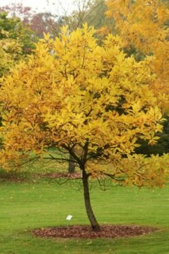 Spring Fleecing Fringe Tree (Chionanthus Virginicus) - 7 Gallon Pot (3-4') -Wilson Bros Gardens Shop chionanthus virginicus spring fleecing fringe tree 2