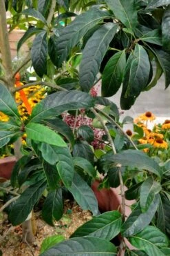 Spring Fleecing Fringe Tree (Chionanthus Virginicus) - 7 Gallon Pot (4-5') 10 Spring Fleecing Fringe Tree (Chionanthus Virginicus) - 7 Gallon Pot (4-5') -Wilson Bros Gardens Shop chionanthus virginicus spring fleecing fringe tree 3 1