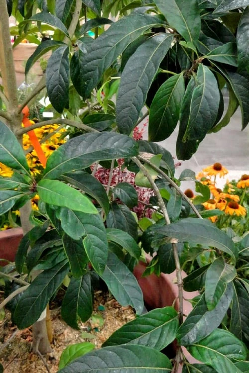 Spring Fleecing Fringe Tree (Chionanthus Virginicus) - 7 Gallon Pot (4-5') 5 Spring Fleecing Fringe Tree (Chionanthus Virginicus) - 7 Gallon Pot (4-5') - Image 5