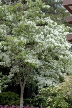 Spring Fleecing Fringe Tree (Chionanthus Virginicus) - 7 Gallon Pot (3-4')