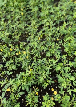 Chipilín (Crotalaria Longirostrata) -Wilson Bros Gardens Shop chipilinsowexotic 4