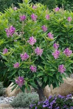 El Nino Desert Orchid (Chitalpa) - 3 Gallon Pot -Wilson Bros Gardens Shop chitalpa el nino desert orchid 10