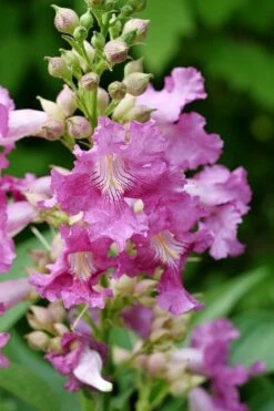 El Nino Desert Orchid (Chitalpa) - 3 Pack Of Quart Pots -Wilson Bros Gardens Shop chitalpa el nino desert orchid 2 1