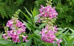 El Nino Desert Orchid (Chitalpa) - 3 Gallon Pot -Wilson Bros Gardens Shop chitalpa el nino desert orchid 3