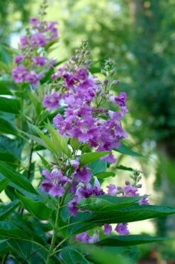 El Nino Desert Orchid (Chitalpa) - 3 Gallon Pot -Wilson Bros Gardens Shop chitalpa el nino desert orchid 6