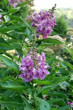 El Nino Desert Orchid (Chitalpa) - 3 Gallon Pot -Wilson Bros Gardens Shop chitalpa el nino desert orchid 8