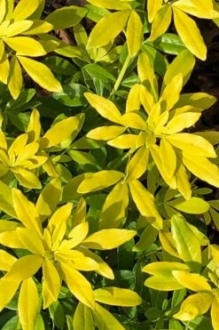 Goldfingers Mexican Orange Blossom (Choisya) - 1 Gallon Pot -Wilson Bros Gardens Shop choisya ternata goldfinger mexican orange blossom 1