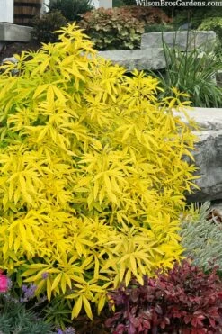 Goldfingers Mexican Orange Blossom (Choisya) - 1 Gallon Pot