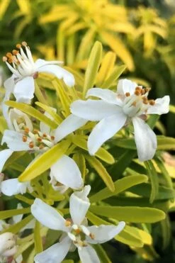 Goldfingers Mexican Orange Blossom (Choisya) - 1 Gallon Pot -Wilson Bros Gardens Shop choisya ternata goldfinger mexican orange blossom 3