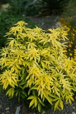 Goldfingers Mexican Orange Blossom (Choisya) - 2 Gallon Pot -Wilson Bros Gardens Shop choisya ternata goldfinger mexican orange blossom 7 1