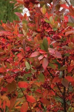 Brilliantissima Aronia (Red Chokeberry) - 3 Gallon Pot -Wilson Bros Gardens Shop chokeberry brilliantissima aronia 500x750 1