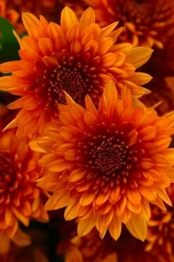 Blazing Orange Garden Mum (Chrysanthemum) - 8" Pot