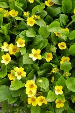 Pierre Chrysogonum (Green And Gold) - 5 Pack Of Quart Pots -Wilson Bros Gardens Shop chrysogonum pierre 500x750 1