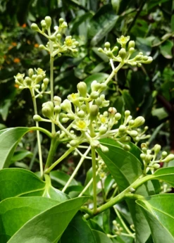 Cinnamon (Cinnamomum Verum) -Wilson Bros Gardens Shop cinnamon flower buds 1610px X 2250px