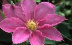 Abilene Clematis - 1 Gallon Pot -Wilson Bros Gardens Shop clematis abilene 12