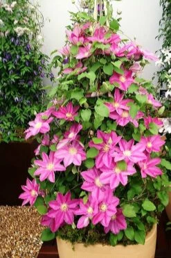 Abilene Clematis - 1 Gallon Pot -Wilson Bros Gardens Shop clematis abilene 13