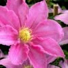 Abilene Clematis - 1 Gallon Pot