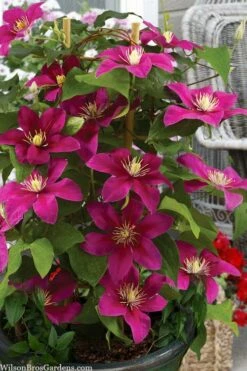 Acropolis Clematis - 1 Gallon Pot -Wilson Bros Gardens Shop clematis acropolis 7