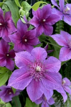 Adam's Courage Clematis - 1 Gallon Pot -Wilson Bros Gardens Shop clematis adams courage 2