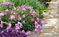 Alionushka Clematis - 1 Gallon Pot -Wilson Bros Gardens Shop clematis alionushka 10